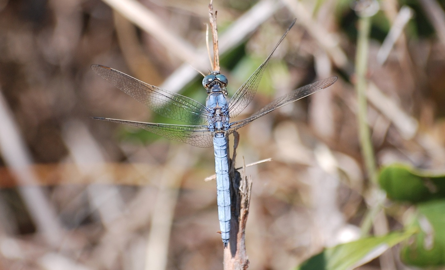 Orthetrum coerulescens anceps